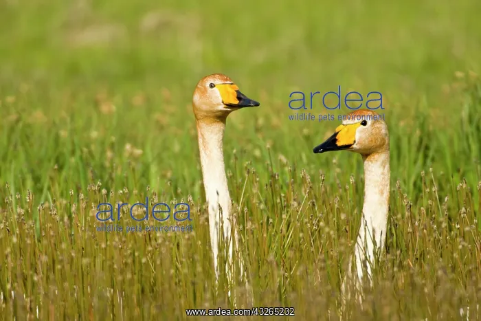 : Whooper swan pair in Iceland : Whooper swan pair in Iceland