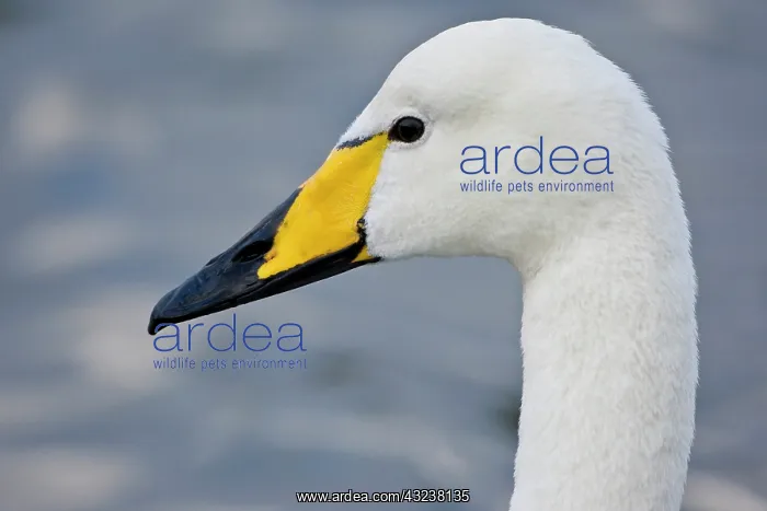 : Whooper Swan at a pond in Reykjavik, Iceland : Whooper Swan at a pond in Reykjavik, Iceland