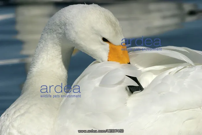 : Whooper Swan - Preening : Whooper Swan - Preening