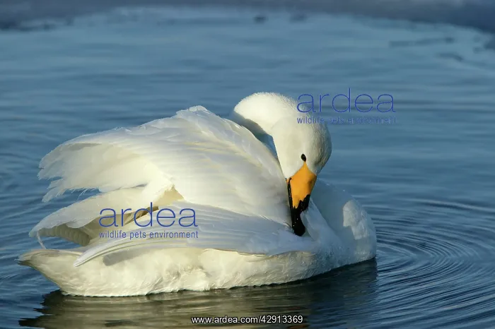 : Whooper Swan - preening : Whooper Swan - preening