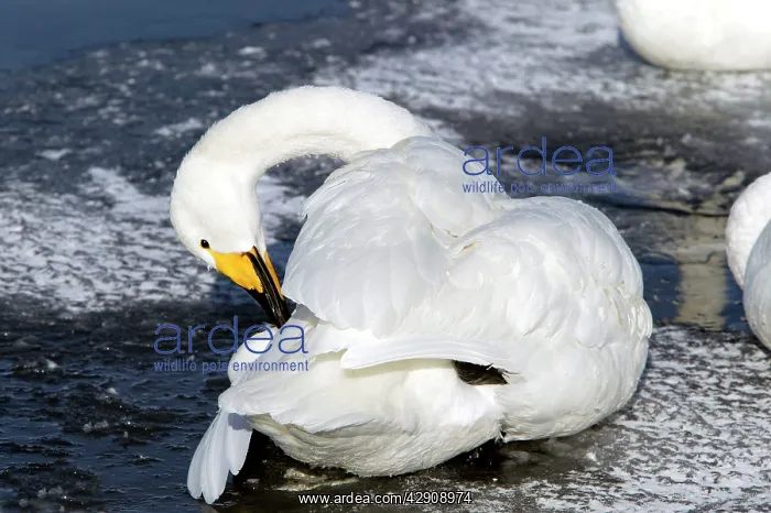 : Whooper Swan - preening with oil gland : Whooper Swan - preening with oil gland