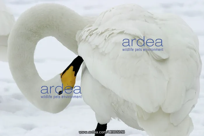 : Whooper Swan - preening, using oil gland : Whooper Swan - preening, using oil gland
