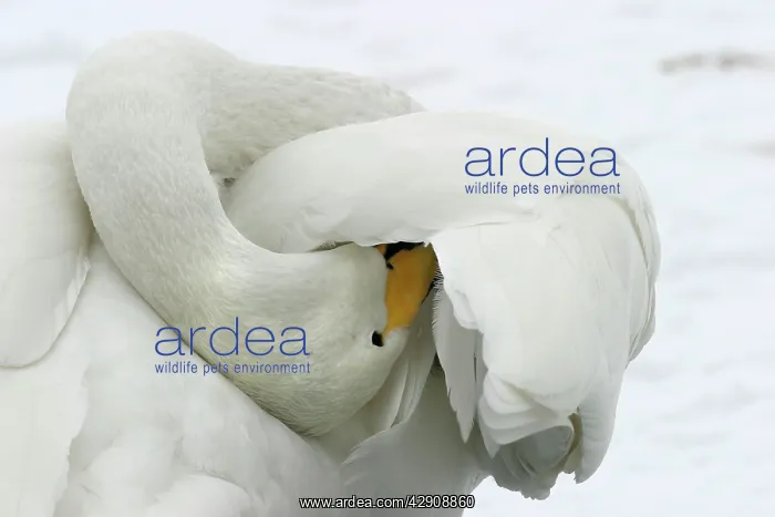 : Whooper Swan - preening, using oil gland : Whooper Swan - preening, using oil gland
