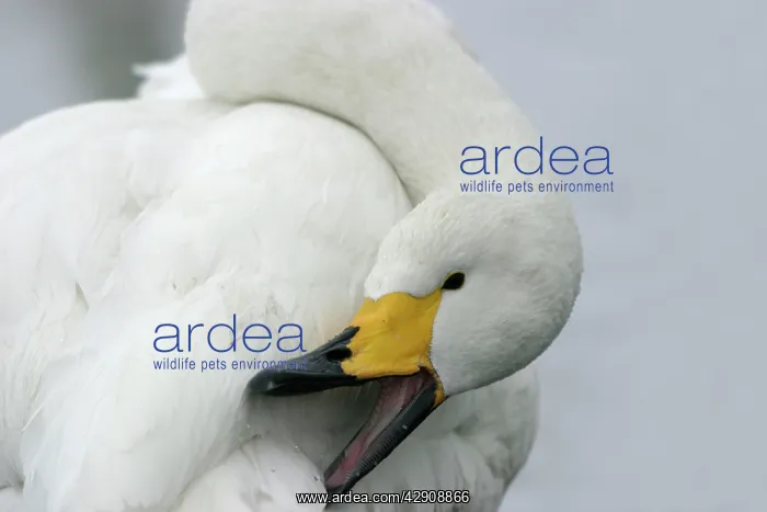: Whooper Swan - preening, using oil gland : Whooper Swan - preening, using oil gland
