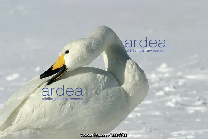 : Whooper Swan - preening, using oil gland : Whooper Swan - preening, using oil gland