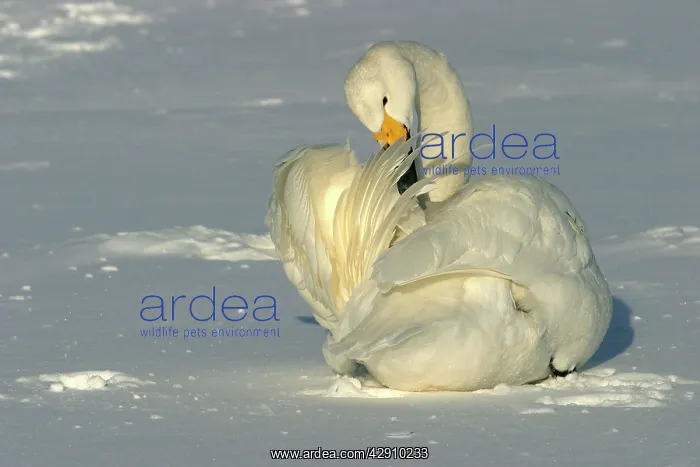: Whooper Swan - preening, using oil gland : Whooper Swan - preening, using oil gland
