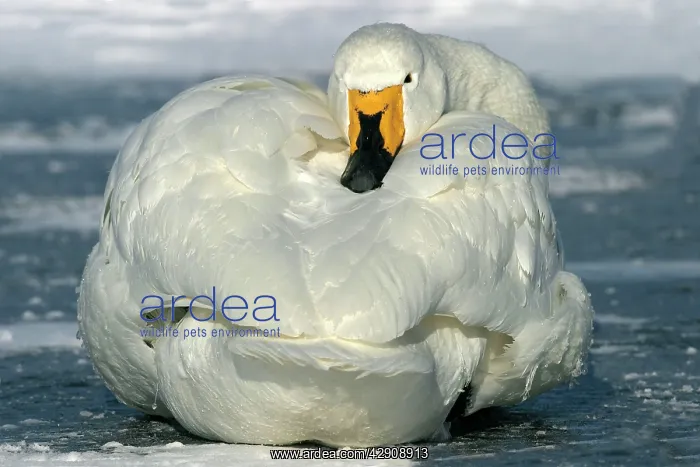 : Whooper Swan - resting : Whooper Swan - resting
