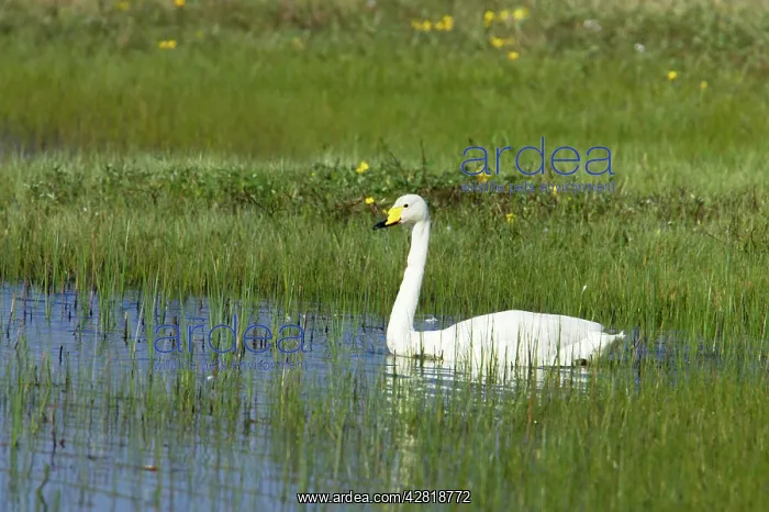 : Whooper Swan - On small loch in early Summer : Whooper Swan - On small loch in early Summer