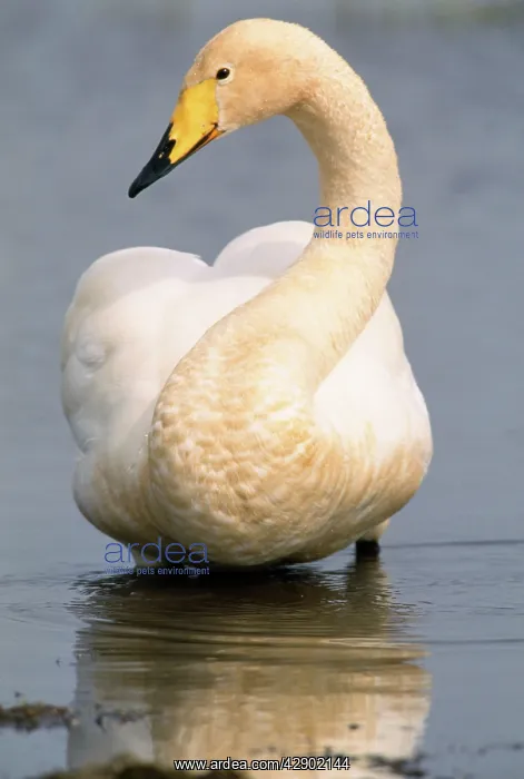 : WHOOPER SWAN - STANDS IN WATER : WHOOPER SWAN - STANDS IN WATER