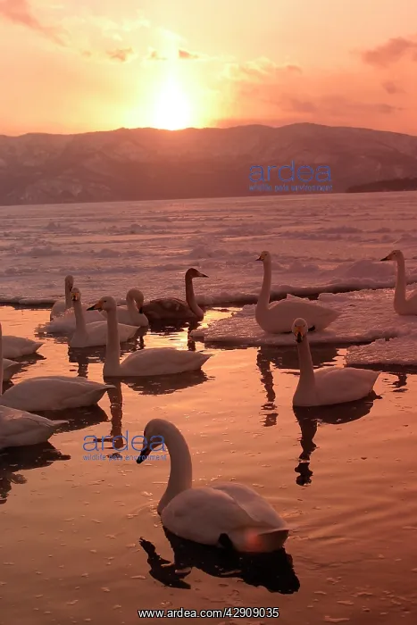 : Whooper Swan - at sunset : Whooper Swan - at sunset