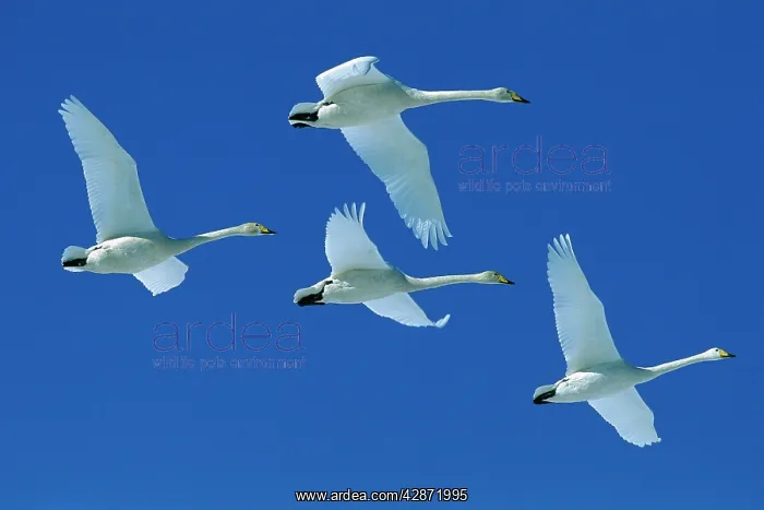 : Whooper Swan - Four swans in flight : Whooper Swan - Four swans in flight