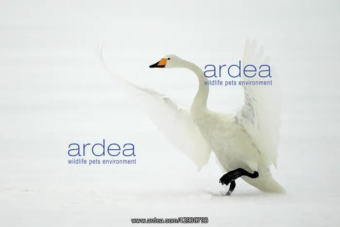 : Whooper Swan - taking off : Whooper Swan - taking off