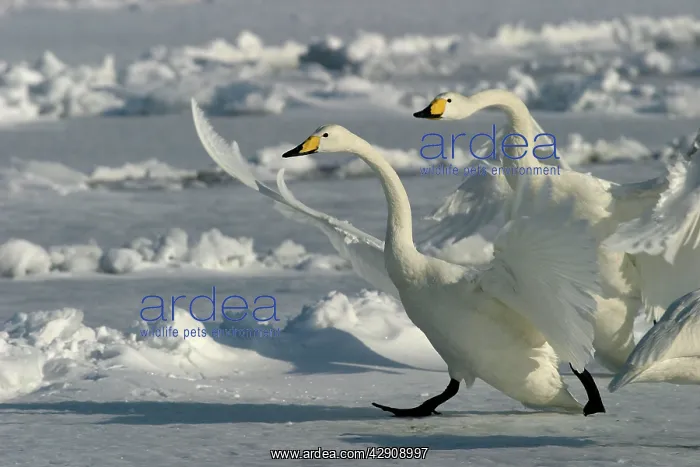 : Whooper Swan - two taking off : Whooper Swan - two taking off