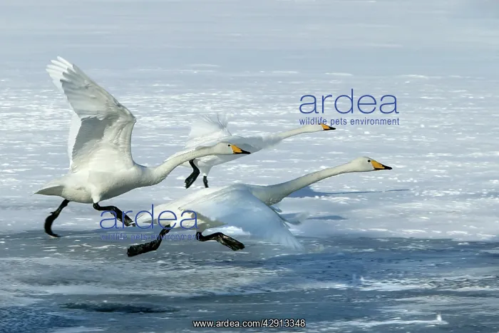 : Whooper Swan - three taking off : Whooper Swan - three taking off