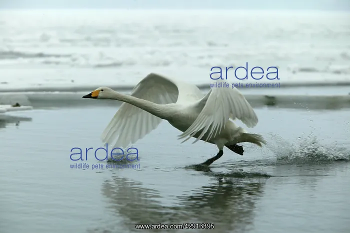 : Whooper Swan - taking off : Whooper Swan - taking off