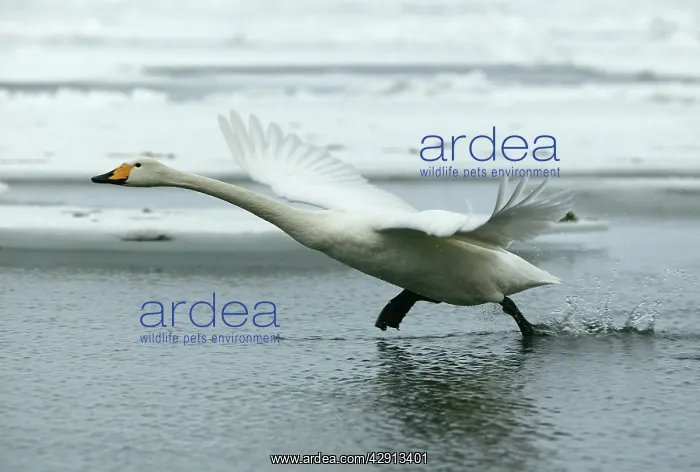 : Whooper Swan - taking off : Whooper Swan - taking off