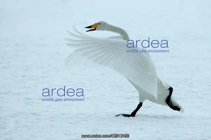 : Whooper Swan - taking off : Whooper Swan - taking off