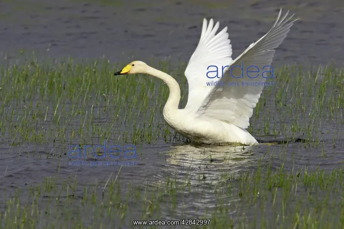 : Whooper Swan - taking off across loch : Whooper Swan - taking off across loch