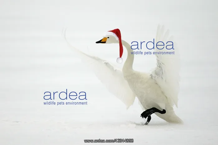  : Whooper Swan, taking off wearing Christmas hat