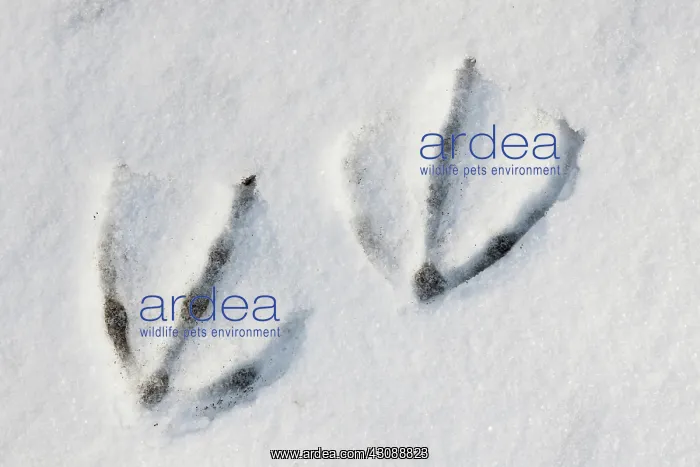  : Whooper Swan Tracks