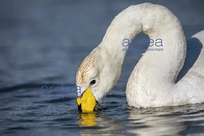 : Whooper Swan - UK : Whooper Swan - UK
