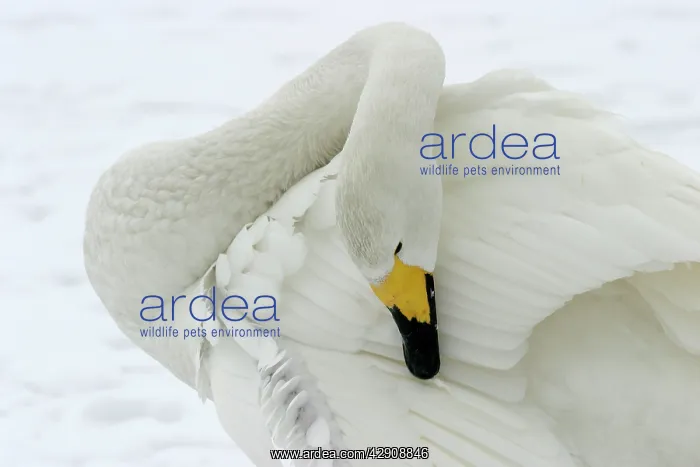 : Whooper Swan - Washing with oil gland : Whooper Swan - Washing with oil gland