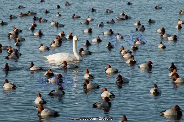 : Whooper Swan - on water among pochard : Whooper Swan - on water among pochard