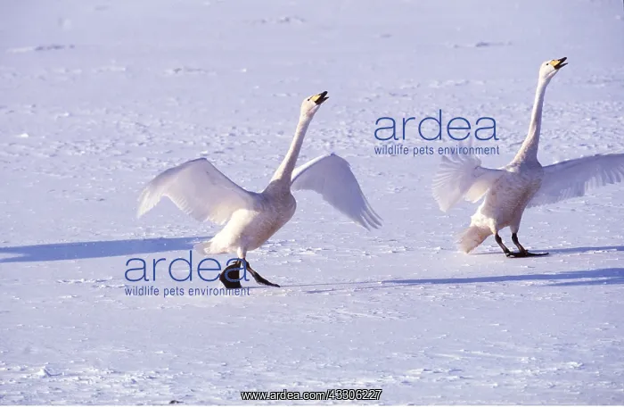 : WHOOPER SWAN - Wings outstretched : WHOOPER SWAN - Wings outstretched