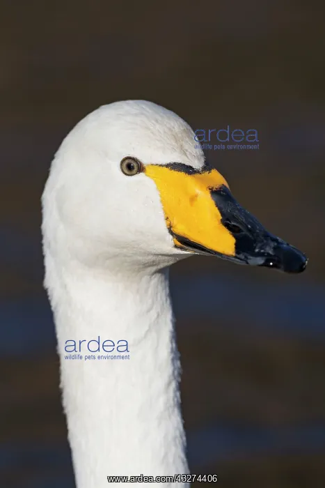: Whooper Swan - winter : Whooper Swan - winter