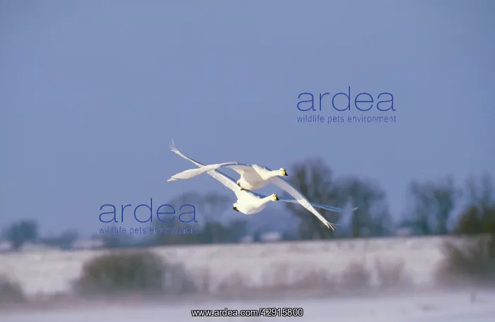 : WHOOPER SWAN - x two in flight : WHOOPER SWAN - x two in flight