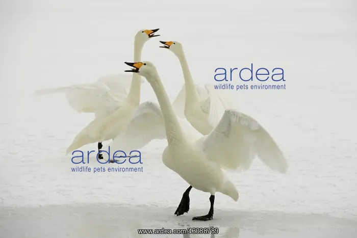 : Whooper Swans : Whooper Swans