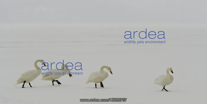 : Whooper Swans : Whooper Swans