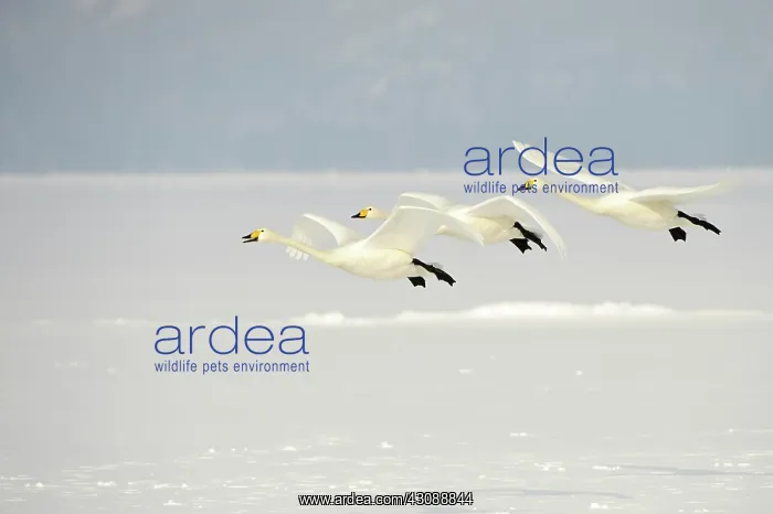 : Whooper Swans : Whooper Swans