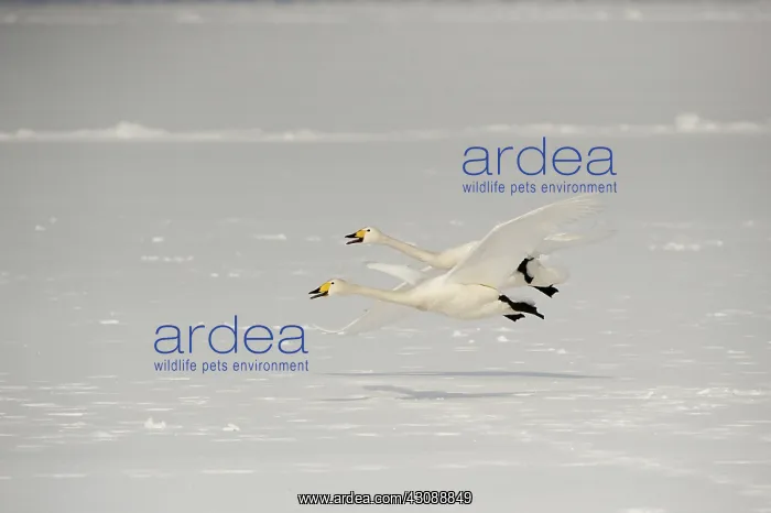 : Whooper Swans : Whooper Swans