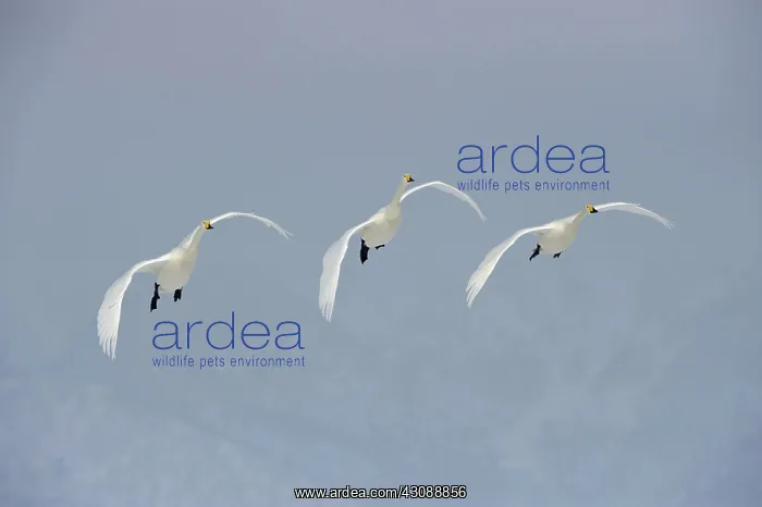 : Whooper Swans : Whooper Swans