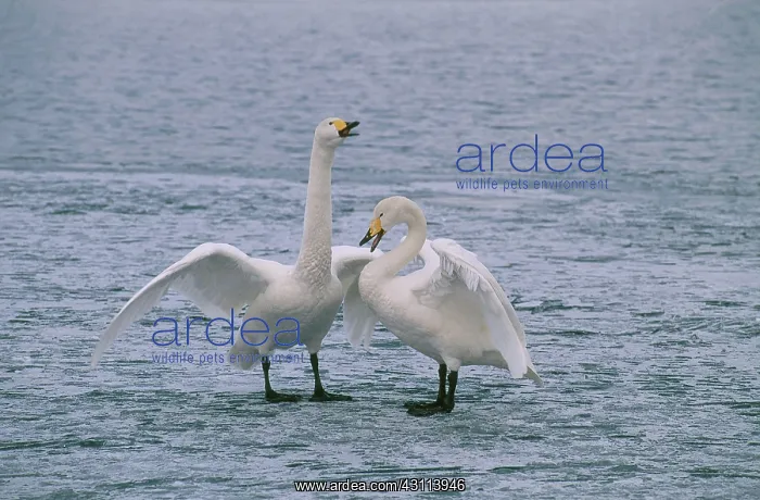 : Whooper Swans : Whooper Swans