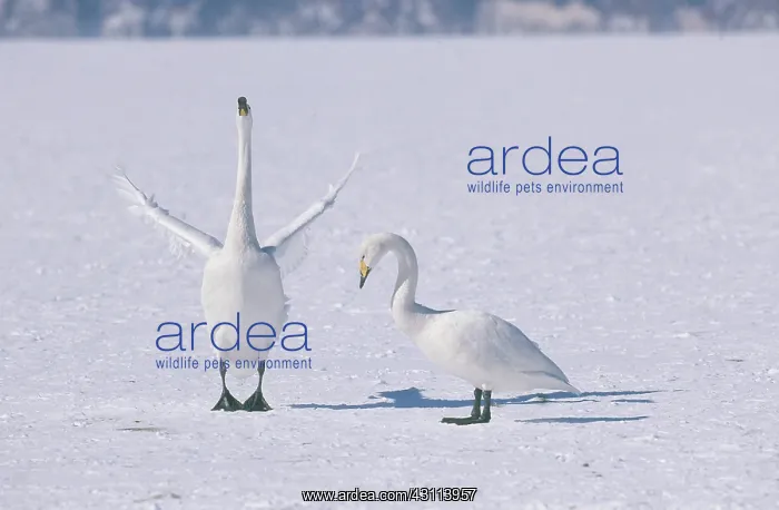 : Whooper Swans : Whooper Swans