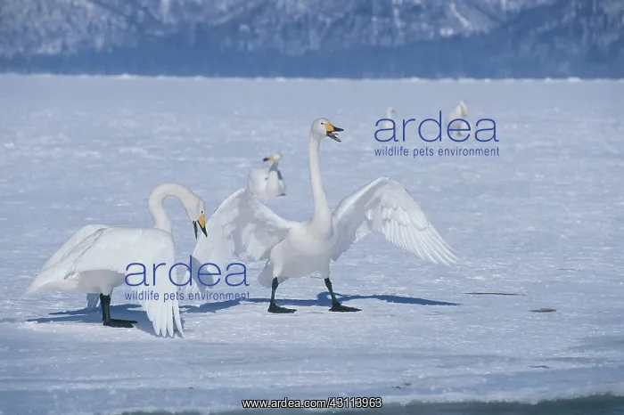 : Whooper Swans : Whooper Swans