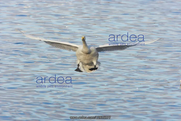 : Whooper Swans - Coming in to land : Whooper Swans - Coming in to land
