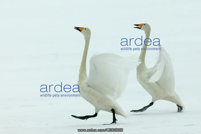 : Whooper SWANS - Courtship display. Wintering on ice lakes in : Whooper SWANS - Courtship display. Wintering on ice lakes in