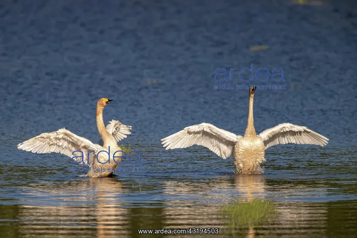  : Whooper swans (Cygnus cygnus), Lusatia, Saxony