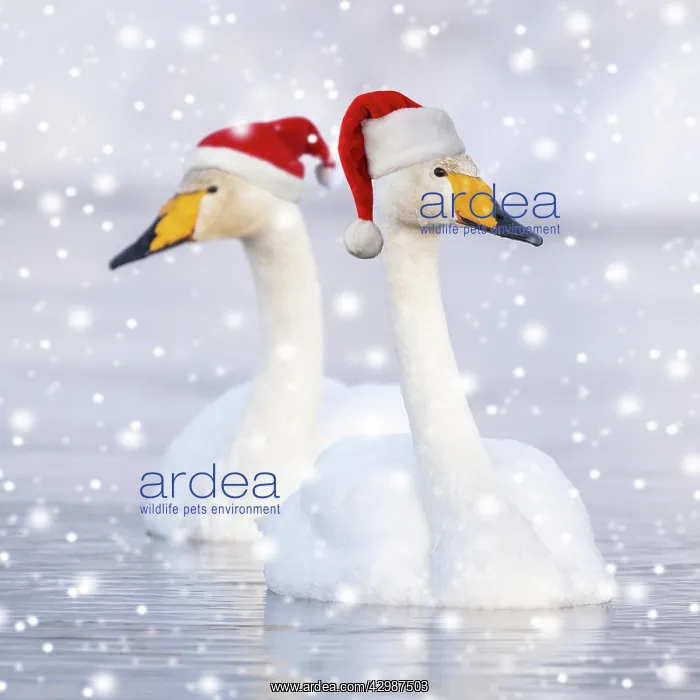 : Two Whooper swans (Cygnus cygnus) swim in the : Two Whooper swans (Cygnus cygnus) swim in the