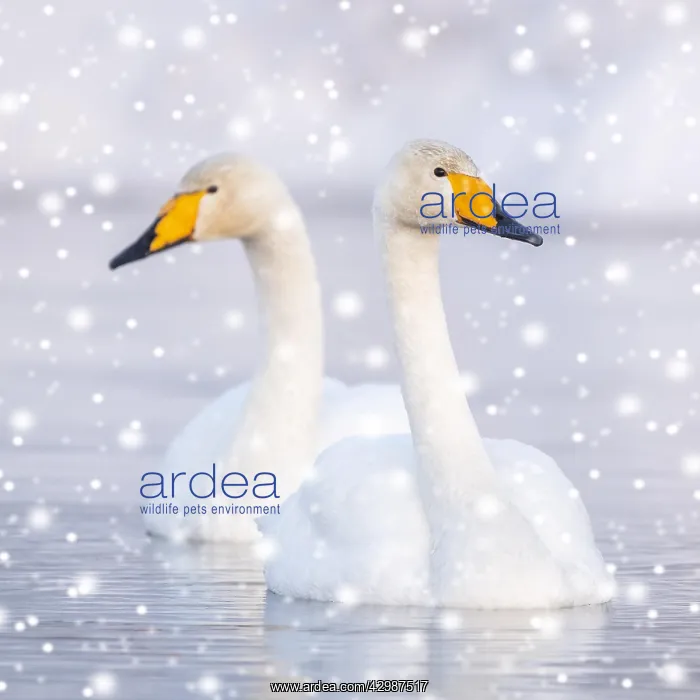 : Two Whooper swans (Cygnus cygnus) swim in the : Two Whooper swans (Cygnus cygnus) swim in the