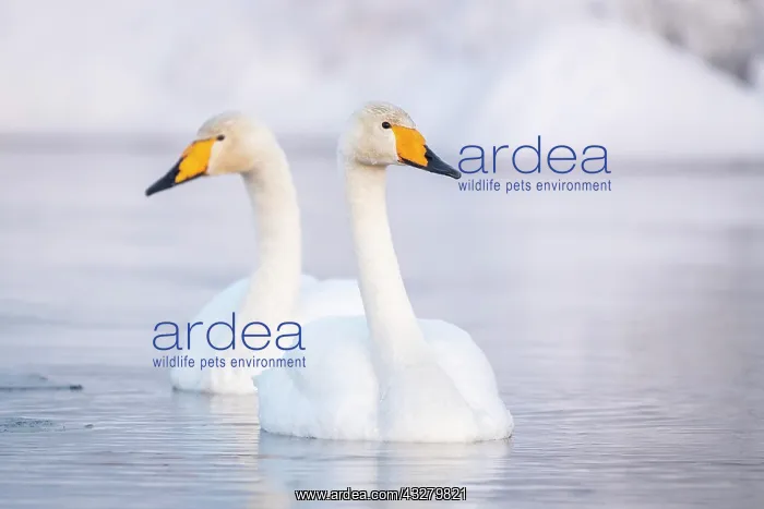 : Two Whooper swans (Cygnus cygnus) swim in the lake : Two Whooper swans (Cygnus cygnus) swim in the lake