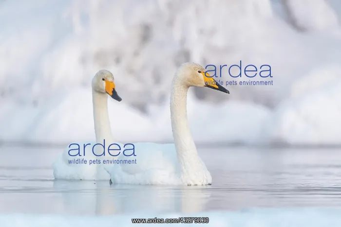 : Two Whooper swans (Cygnus cygnus) swimming in the : Two Whooper swans (Cygnus cygnus) swimming in the