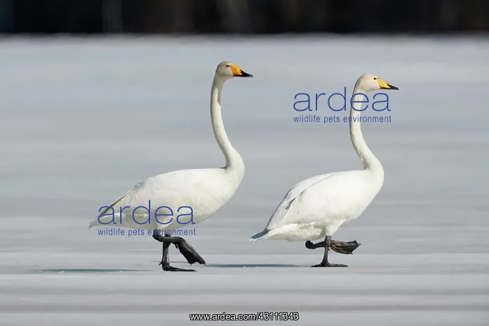: Two Whooper swans (Cygnus cygnus) walking on a frozen : Two Whooper swans (Cygnus cygnus) walking on a frozen