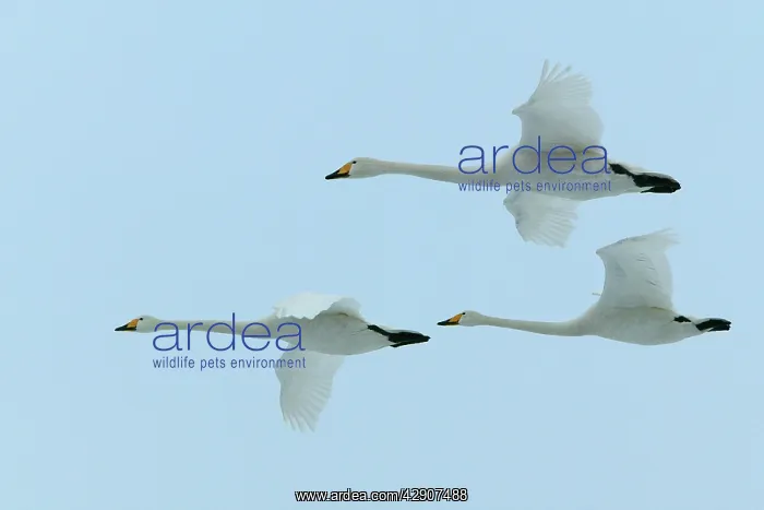 : Whooper Swans - In flight : Whooper Swans - In flight
