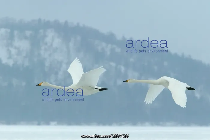 : Whooper Swans - In flight : Whooper Swans - In flight