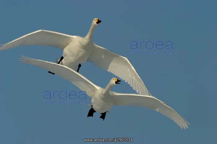 : Whooper Swans - In flight : Whooper Swans - In flight