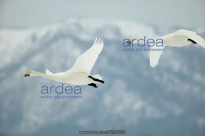 : Whooper Swans - In flight : Whooper Swans - In flight